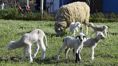 KUZU EŞ SESLİ Mİ! Kuzu Ne Demek? Kuzu Kelimesinin TDK Sözlük Anlamı Nedir?