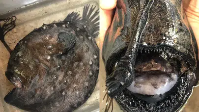 Parlayan Av Organıyla Tanınan Pasifik Futbol Balığı Kıyıda Bulundu!