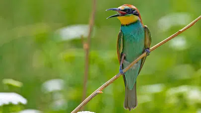 Serçe, Flamingo, Kartal Gagaları Neden Farklıdır! Kuşların Gagası Ne İşe Yarar, Nasıl Beslenirler?