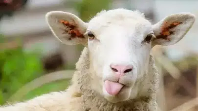 Bayram Takvimi Netleşti: 2026 Kurban Bayramı Hafta İçine Denk Geliyor