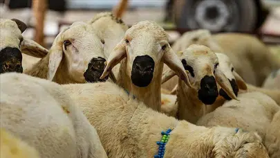 Kurban eti paylaşımı: Bayramın bereketini artıran gelenek!