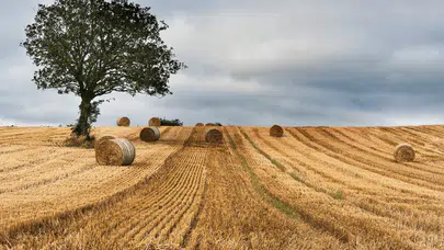 RÜYADA BİÇİLMİŞ TARLA GÖRMEK!