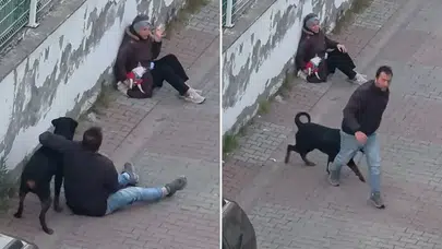 İstanbul'da rottweiler vahşeti! Sahibi kaçtı, küçük köpek ölümle pençeleşiyor!