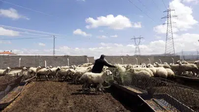 Cebini Doldurmak İsteyen Buraya: Çobanlıkta Maaşlar Asgari Ücreti Katladı!