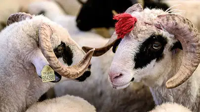 2026 Kurban Bayramı ne zaman, ayın kaçında? Bayram tatili kaç gün, 9 gün olacak mı? İşte Diyanet takvimi ve tarihler