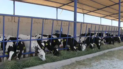 Niğde Kiledere'de şap hastalığı nedeniyle 40 günlük karantina başladı!
