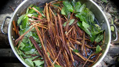 Yusuf Güney'in başına dert açtı! Ayahuska çayı nedir? İşte hakkında bilinmeyen gerçekler!