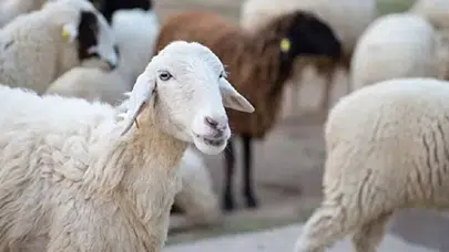 Kırsalda Bereket projesi başladı mı? 100 koyun desteği nasıl alınır, kimler başvurabilir, geri ödeme var mı?
