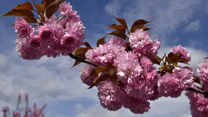 Sakura nedir, Japonya sakura mevsimi ne zaman başlar? 2026 kiraz çiçeği tahminleri ve Hanami rehberi