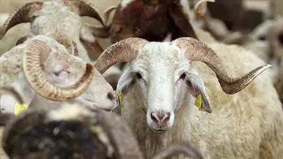 2026 Kurban Bayramı hangi gün? Kaç gün kaldı, tatil uzayacak mı, 9 gün olacak mı?
