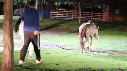 Aksaray’da 'gece mesaisi' vatandaşa kaldı: Başıboş at trafiği birbirine kattı!