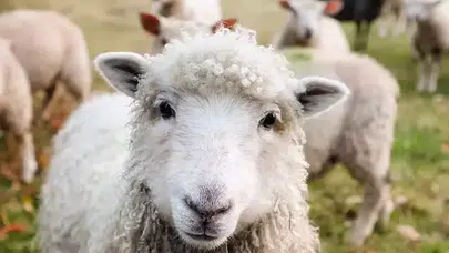 Küçükbaş hayvan dağıtımı başvurusu nasıl yapılır, ne zaman, TİGEM başvuru şartları neler?