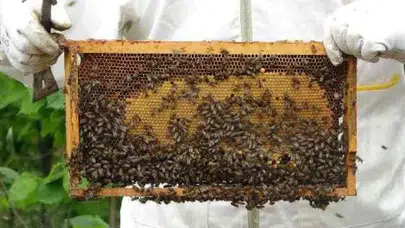 Bal alırken dikkat! Artık hiçbir şey eskisi gibi olmayacak: Yeni tebliğ yayınlandı