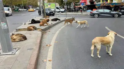 Terk eden yanacak, ötanazi yapılmayacak! İstanbul’un yeni sokak hayvanları planı belli oldu