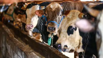 Kurban pazarlarında 'hisse' yangını: Bir büyükbaş hissesi 40 bin TL’ye dayandı!