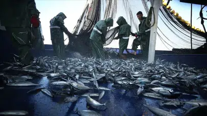 Yağmur yağdı, balığın rızkı arttı! Karadeniz'de yeni sezon öncesi 'besin' patlaması