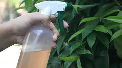 Evde doğal böcek ilacı nasıl yapılır, haşereleri yok eden bitkisel karışım tarifi nedir?