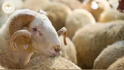 9 günlük bayram tatili kimleri kapsıyor, özel sektör çalışacak mı, idari izin hangi günler geçerli?