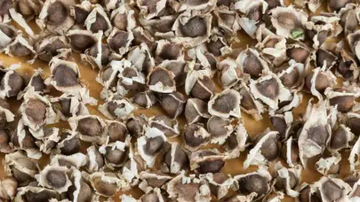 Pahalı filtrelere organik rakip! Moringa tohumu ile bedava su arıtma devri başlıyor