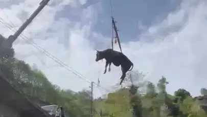 Kimi dereye uçtu kimi sanayiye girdi! Türkiye’nin dört yanından 'boğa firarda' manzaraları