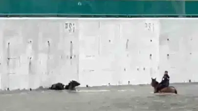 Modern kovboyun zorlu kurtarma operasyonu: Canı pahasına mandalarını sudan çıkardı