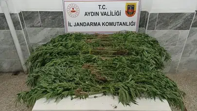 Aydın'da narkotik darbesi! Ev değil uyuşturucu fabrikası