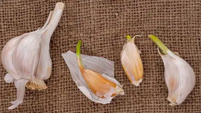Sarımsağın içinden çıkan o yeşil filiz zehirli mi? Uzmanlar son noktayı koydu