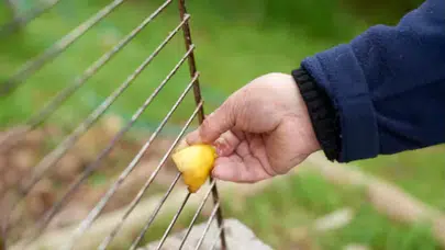 Artık ovalamaya son! Mangal tellerini pırıl pırıl yapan 30 saniyelik mucize