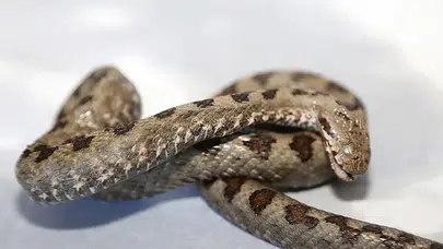 Bolu’dan sonra Elazığ’da görüldü: Adım attığınız yere dikkat!