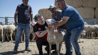Sıfır faizli kredi ve nakit desteği: 160 bin küçükbaş hayvan üreticiyle buluşuyor!