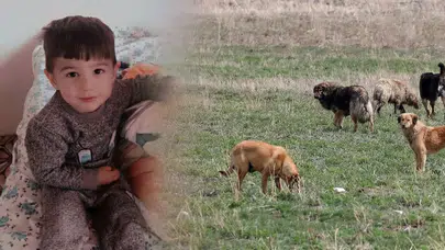 Bakanlık tek tek ifşa etti: Van’da köpek saldırısı yaşanan belediyenin raporu açıklandı!