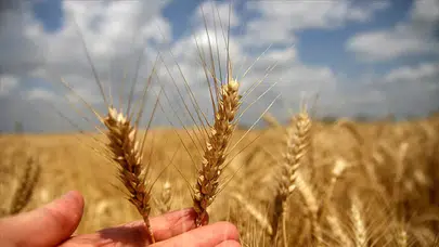 Çiftçiye müjde: Buğday ve arpada yeni fiyatlar netleşti