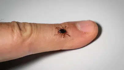 Keneyi küçümsemeyin! ölümcül hastalık KKKA yeniden tırmanışta