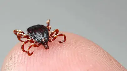 İstanbul’un göbeğinde kene istilası! 'Bir haftada 500’den fazla öldürdük'