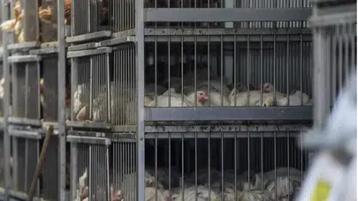 Nepal H5N1 Salgını: İtlaf Edilen Hayvan Sayısı ve Güncel Durum