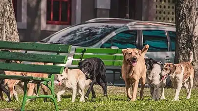 Bakanlık düğmeye bastı!: Belediye başkanlarına sokak köpeği soruşturması