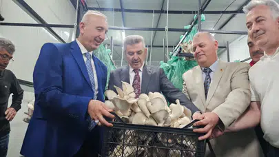 Milyonluk seraları unutun! Artvin’de tünel içinde mantar üretimi başladı