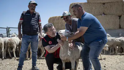Avrupa’nın zirvesindeyiz: Hayvancılıkta dev teşvik paketi başladı