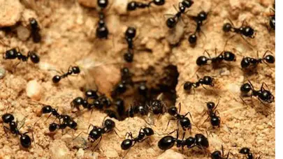 Michelin yıldızlı restoranda iğrendiren skandal: Şefe hapis talebi!