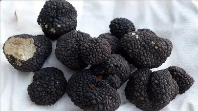 Toprağın altından servet fışkırdı! Kilosu 40 bin Lira olan dev rezerv bulundu