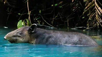 ​Tapir nedir? Ne yer,  nesli mi tükeniyor, hortumu ne işe yarar, hangi hayvanın akrabası, suyun altında nasıl yürüyorlar?