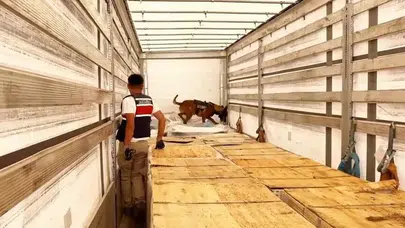 24 ilde uyuşturucu operasyonu: milyonlarca kök kenevir imha edildi