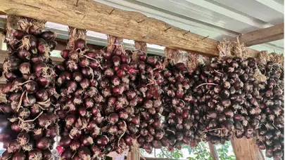 Kapıdağ mor soğanında hasat bitti: Üretim 700 tona geriledi