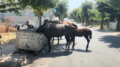 Avcılar'da başıboş atlar trafiği tehlikeye atıyor!