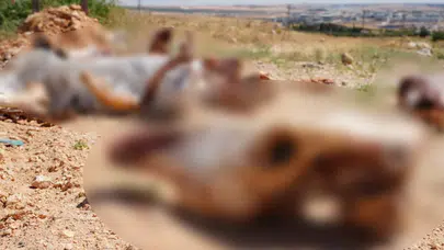 İşe giderken fark etti, hemen kameraya sarıldı: 7 adet kafatası yol kenarına atıldı