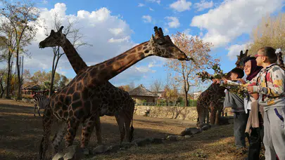 Bursa zoo zürafaları ne yer?  ​Baringo zürafası ne demek, Bakıcılarını sesinden nasıl tanıyorlar, neden soğan yediriliyor?