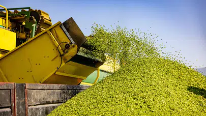 SuperFresh'in hasat edilen sebzeleri IQF teknolojisiyle sofralarda