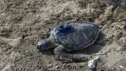Akdeniz’in gizemli rotası çözülüyor! İki yeşil kaplumbağa mavi yolculuğa uğurlandı