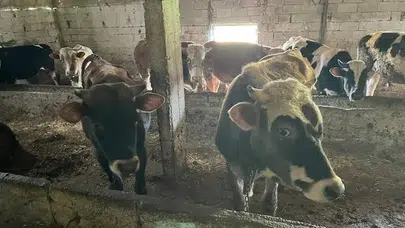 Anadolu'dan izinsiz getirilen büyükbaş hayvan mezbahada imha edildi