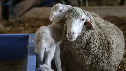 TİGEM 2026 üretimi merinos yapağısını ihaleye çıkarıyor: İşte muhammen bedel